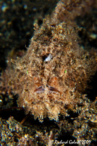 Striated Frogfish-Hairy Variation-Lembeh-Canon 50 D 100 m... by Richard Goluch 